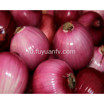 Grosir bawang merah segar organik
